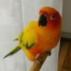 Sun Conure