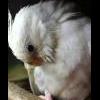 RavenaDark