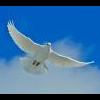Skubysh_@mail.ru