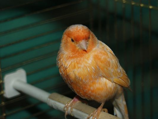Оранжевая самка