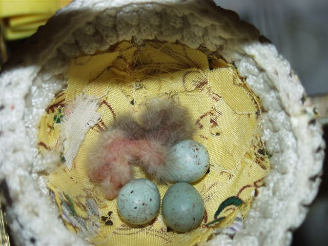 Гнездо корелла. Гнездо для канарейки. Яйцо канарейки. Канарейка сколько яиц. Птенцы амадины гульда гнездо.