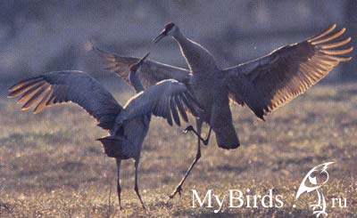 Канадский журавль (Grus Canadensis)