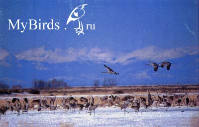 Канадский журавль (Grus Canadensis)