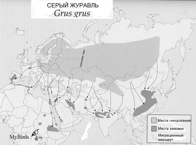 Ареал Серого журавля (Grus grus)