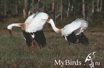 Стерх (Grus leucogeranus)