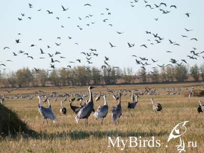 Даурские журавли (Grus vipio)