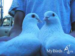 чистопольские высоколётные голуби