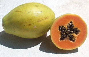 Carica papaya