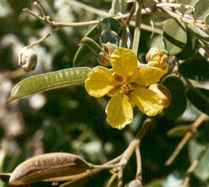 Cassia acutifolia 