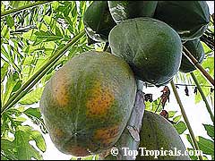 Carica papaya