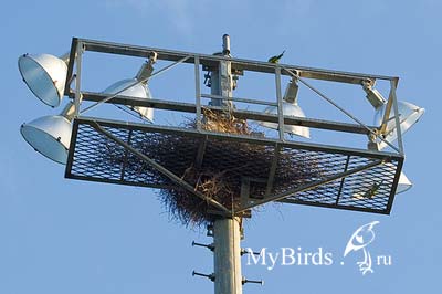 Гнездо попугаев-монахов или квакеров на осветительной башне стадиона