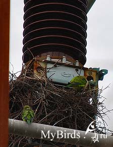 Гнездо попугаев-монахов или квакеров на линии электропередач