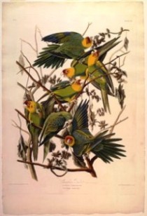 Каролинский попугай (Conuropsis carolinensis) - илл. Дж. Одюбона