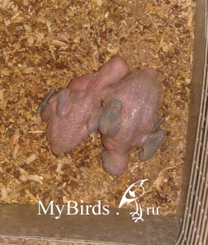 Птенцы венесуэльского амазона в гнездовом домике