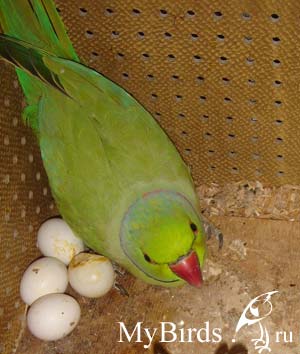 Самец кольчатого попугая на яйцах в гнездовом ящике