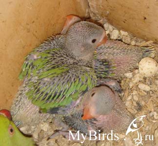 Оперяющиеся птенцы кольчатых попугаев в гнездовом ящике