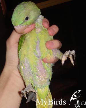 Подросший птенец ожерелового попугая