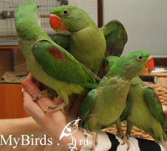 Подросшие птенцы кольчатых попугаев. Фото Абаджевой Марины/Pola 