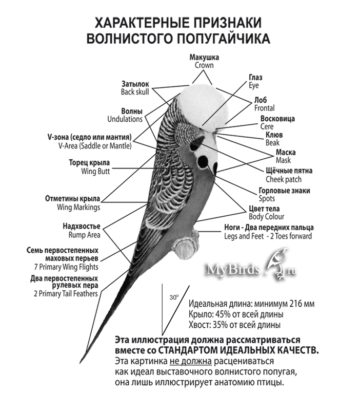 Как Выглядит Попугая Фото