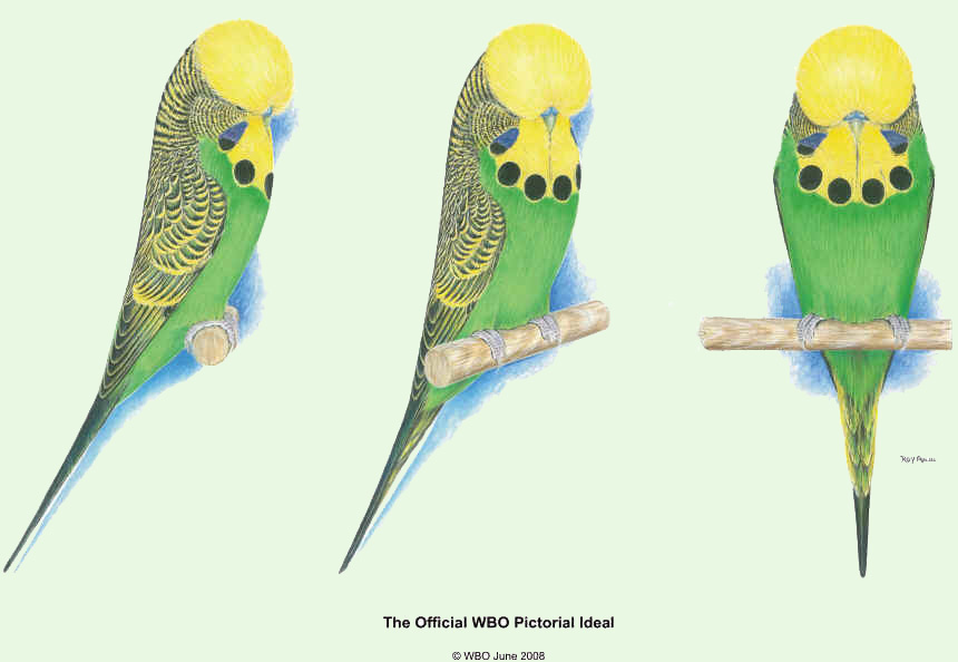 Иллюстрация официально признанных ВОЗВП идеальных качеств волнистого попугая