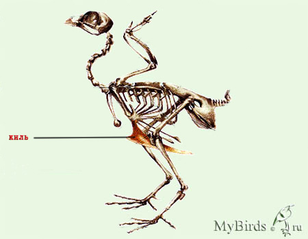 Для чего служит киль у птиц. Скелет птицы киль. Скелет голубя киль. Килевая кость у птиц. Киль грудной кости у птицы.