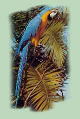 сине-жёлтый ара