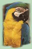 сине-желтый ара