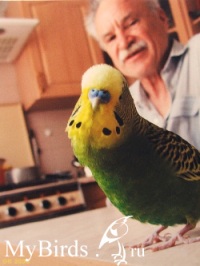 Волнистый попугайчик - фото Vivern