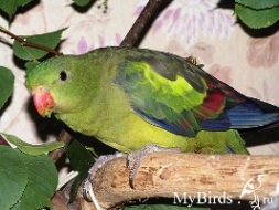 Самка горного попугая - фото NatSt