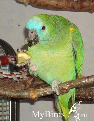 Самка синелобого амазона Бася ест лимон, держа его лапкой. Владелец Wispa