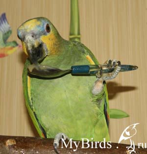 Некоторых птиц можно обучить "пользоваться" столовыми приборами. Венесуэльский амазон Проша, владелец ИринАмазон 