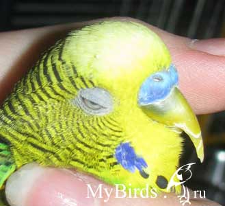 Волнистый попугай Лакки с переросшим клювом. Фото Silver Silence