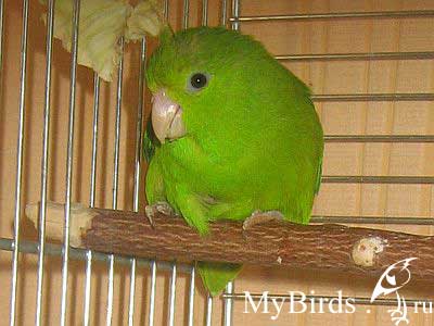 Зеленохвостный воробьиный попугайчик