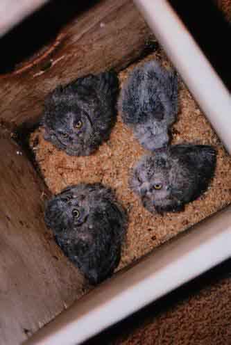 птенцы сплюшек в гнездовом ящике