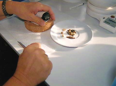Чтобы накормить стрижа, осторожно оберните его салфеткой, чтобы его оперение не засалилось. Photo: Meierjürgen