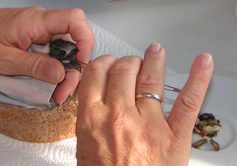  Осторожно держим клюв открытым с помощью пальца. Затем, используя медицинский пинцет с закругленными кончиками, очень бережно закладываем пищу глубоко в глотку. Фото: Meierjürgen 