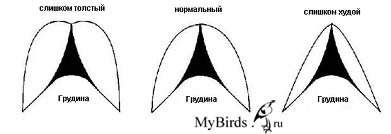 Условное изображение грудины (килевой кости птицы) для определеня упитанности