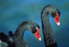 пара чёрных лебедей