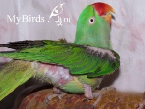Самоощипывание у самки александрийского попугая в сочетании с репродуктивным поведением - фото umka-o