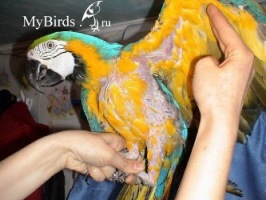 Области самоощипывания у сине-жёлтого ара (этиология не установлена) - фото Нелли