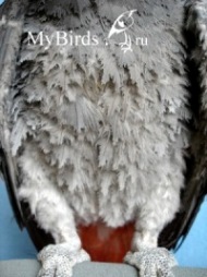 Характерные очертания кроющих перьев жако при самообгрызании - фото Milada