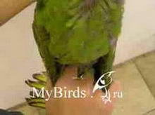 Фиксация ног и крыльев крупного попугая ара (вид сверху)