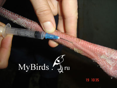 Взятие крови птицы из вены на ноге. Фото предоставлено Н. Бебих