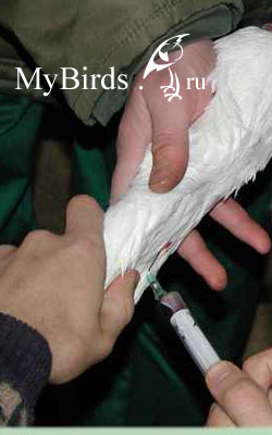 Взятие крови птицы из яремной вены. Фото из архива сайта MyBirds.ru