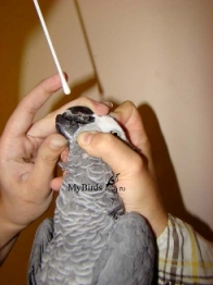Взятие мазка у серого африканского попугая жако из зоба