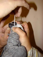 Взятие мазка у серого африканского попугая жако из зоба