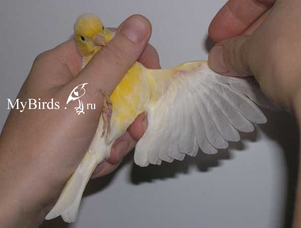 Ограничения при уходе за птицами с нотокотилидозами