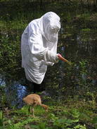 изолированное "костюмное" выращивание птенцов журавлей