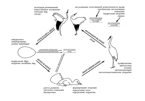 схема методов разведения журавлей
