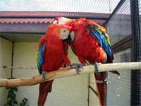 попугаи ара